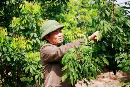 Hung Yen prioritizes growing longan trees in new rural development - ảnh 2